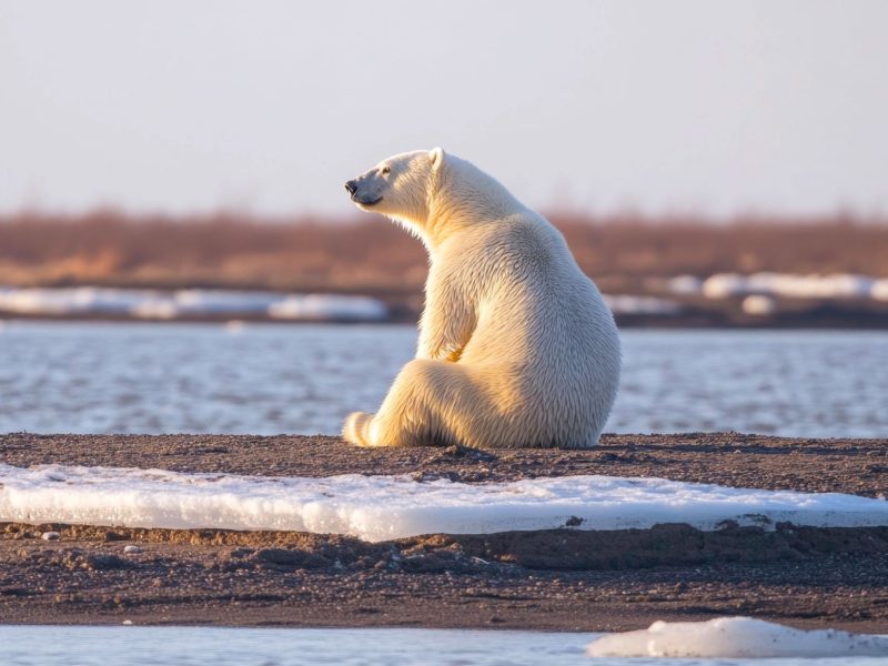Día Mundial contra el Cambio Climático para Nivel Inicial