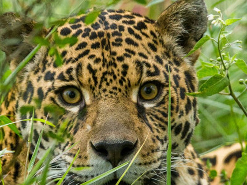 Día Internacional del Yaguareté para Nivel Secundario