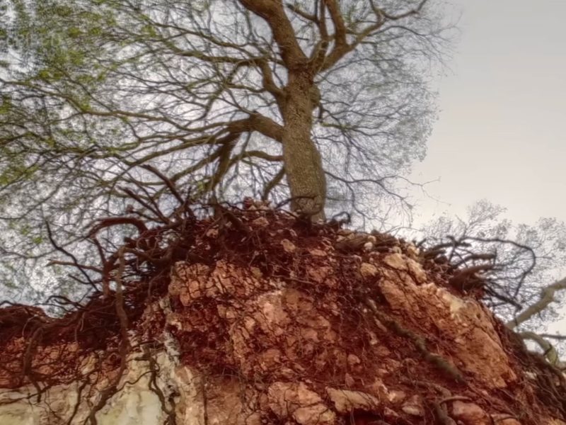 Los árboles. Cs. Naturales.